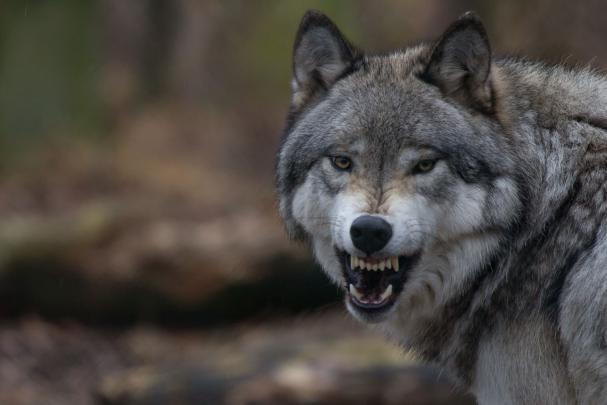 Wolf Desktop Wallpapers - Top Free Wolf Desktop Backgrounds 