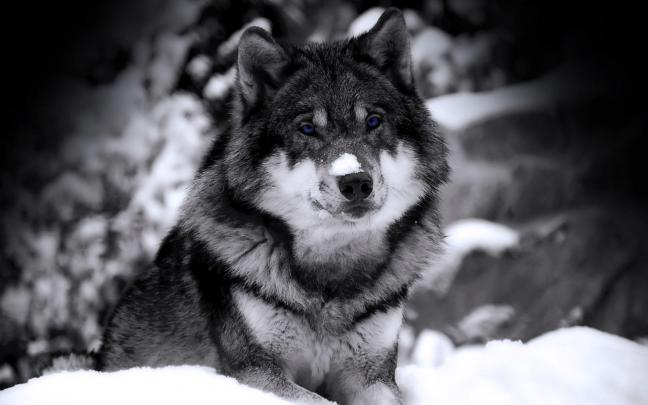 Free HD Wolf Wallpapers