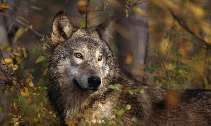 Wolf HD Wallpapers