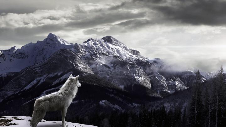 Wolf HD Wallpaper | Background Image | 1920x1080 | 336550 