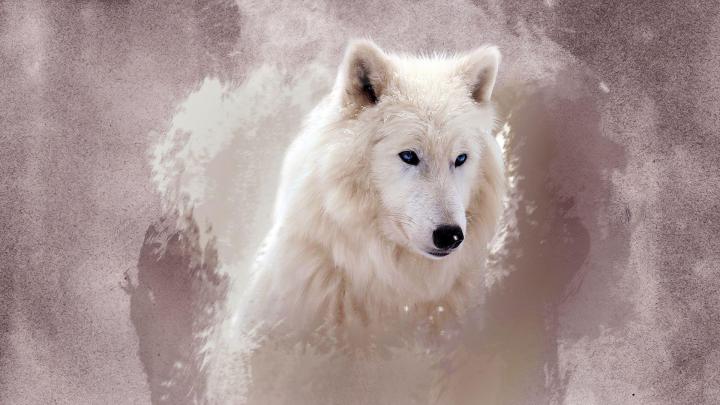 Free HD Wolf Wallpapers