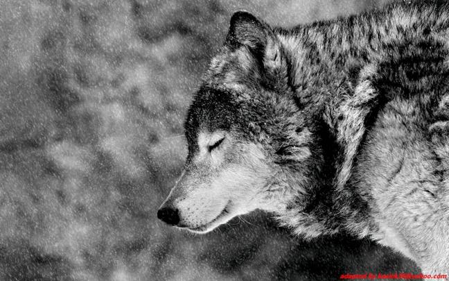 Wolf Wallpapers HD