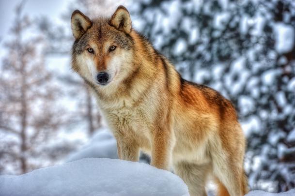 animals, Wolf Wallpapers HD \/ Desktop and Mobile Backgrounds