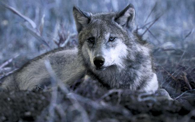 Wolf Desktop Backgrounds