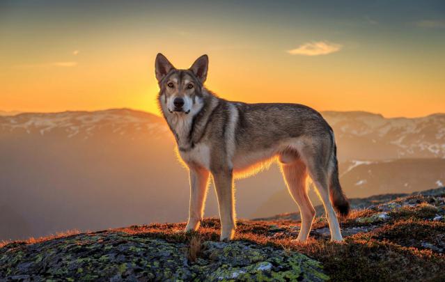 animals, Wolf, Sunset Wallpapers HD \/ Desktop and Mobile Backgrounds