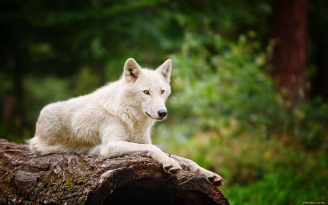 Arctic Wolf Wallpapers