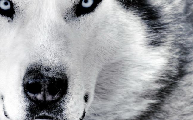 Wolf Desktop Backgrounds Pictures