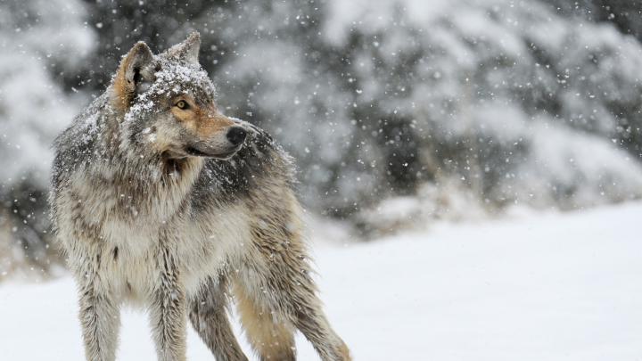 Wolf HD Desktop Wallpapers