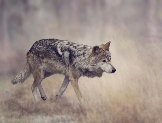wolves, Animals, Wallpapers Wallpapers HD \/ Desktop and Mobile Backgrounds