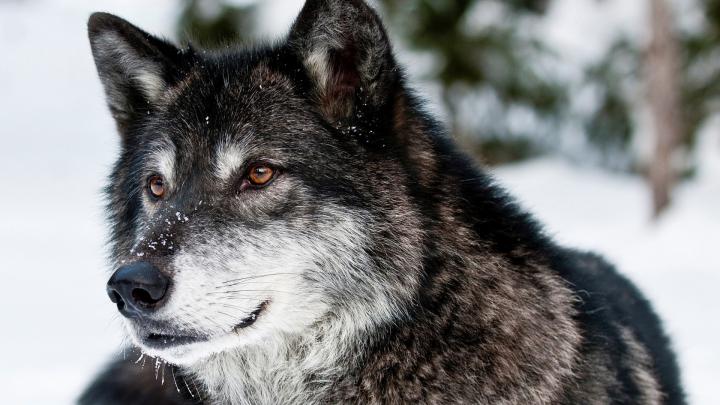 animals, Wolf Wallpapers HD \/ Desktop and Mobile Backgrounds