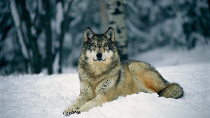 Wolf wallpaper HD \u00b7\u2460 Download free amazing full HD backgrounds for 
