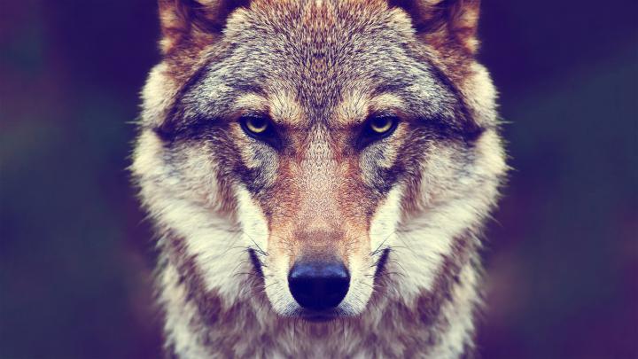animals, Fur, Wolf, Nature Wallpapers HD \/ Desktop and Mobile Backgrounds