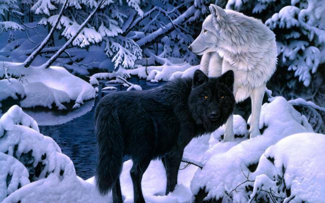 Free HD Wolf Wallpapers