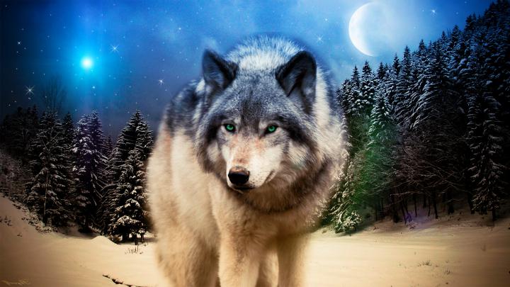wolf, Animals, Wildlife, Adobe Photoshop Wallpapers HD \/ Desktop and 