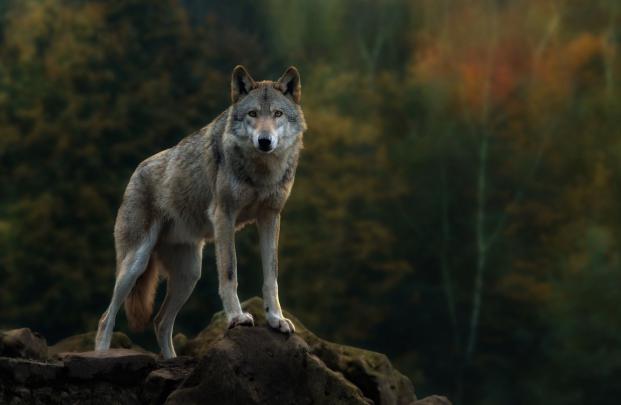 Wild Wolf Wallpapers