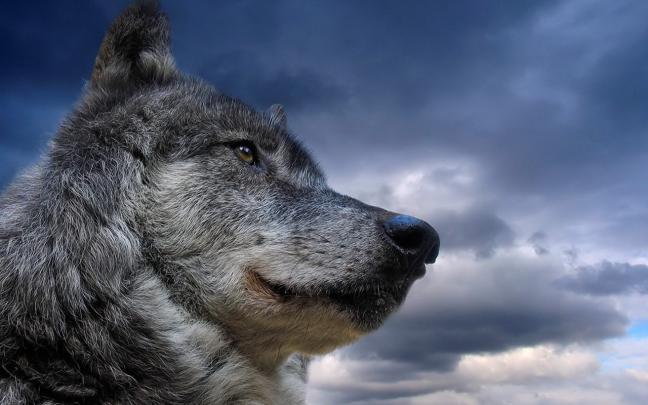 wolf, Nature, Animals Wallpapers HD \/ Desktop and Mobile Backgrounds