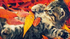 Cute Fall Wallpaper Desktop