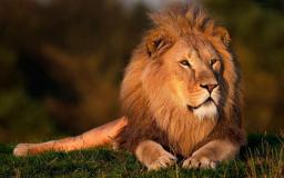 Lion Desktop Wallpaper