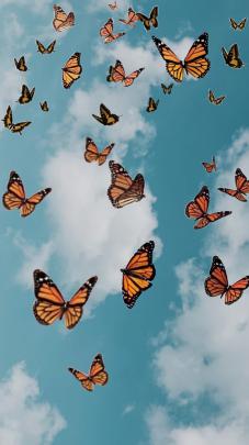 Aesthetic Butterfly Wallpaper Desktop