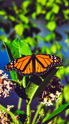 Monarch Butterfly Aesthetic Wallpapers