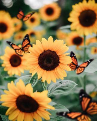 Butterfly Aesthetics Wallpapers