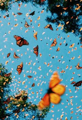 Laptop Backgrounds Aesthetic Butterfly : 40 Aesthetic Butterfly Andro