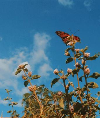 Aesthetic Butterfly Pictures Wallpapers