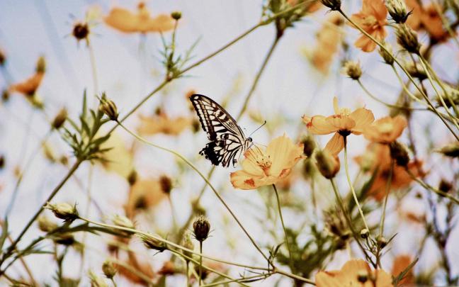 Butterfly Aesthetic Computer Wallpapers