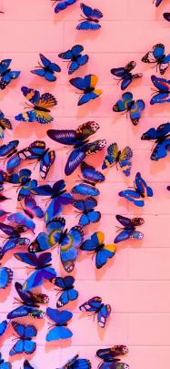 Aesthetic Butterfly Wallpapers