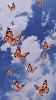 Aesthetic butterfly wallpaper in 2020 | Butterfly wallpaper, Butterfly 