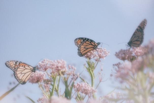 Butterfly Aesthetic Computer Wallpapers