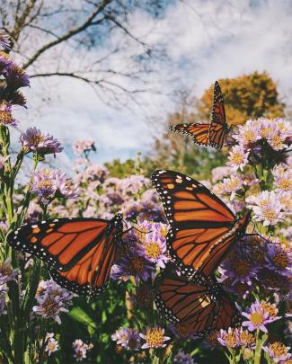 Monarch Butterfly Aesthetic Wallpapers