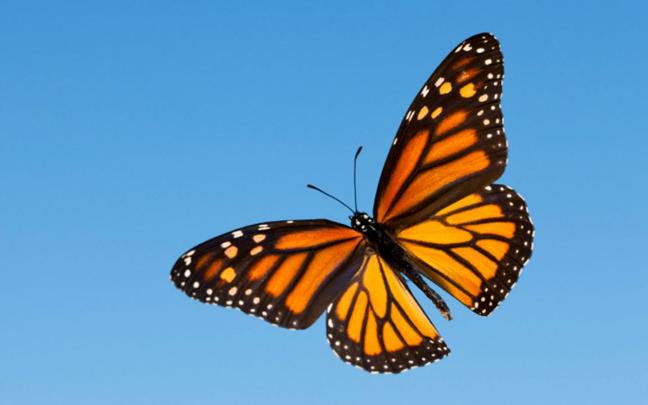 Monarch Butterfly Aesthetic Wallpapers