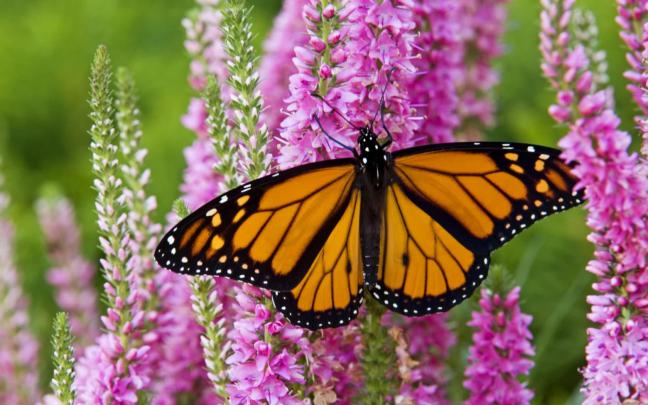 Monarch Butterfly Aesthetic Wallpapers