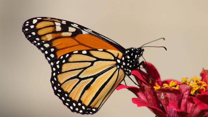 Monarch Butterfly Aesthetic Wallpapers
