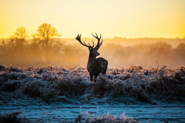 landscape, Animals Wallpapers HD \/ Desktop and Mobile Backgrounds