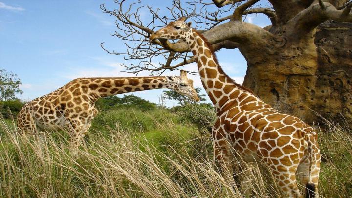 Wild Animals Wallpapers