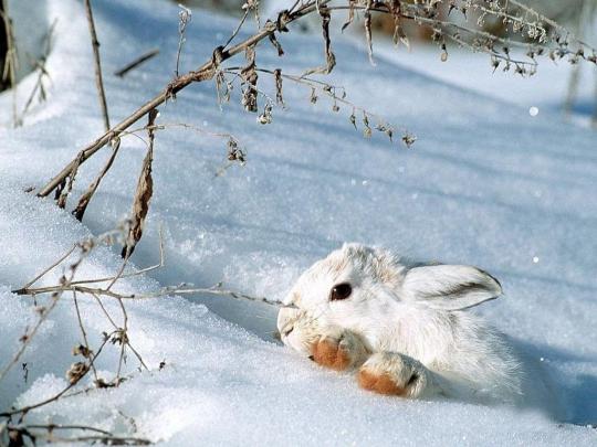 Cute Winter Wallpapers