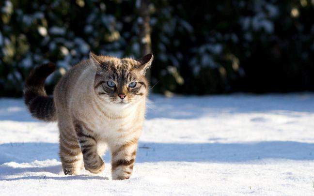 Cute Winter Wallpapers