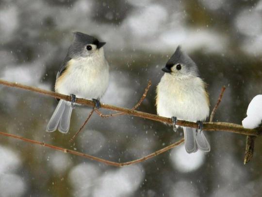 Cute Winter Wallpapers