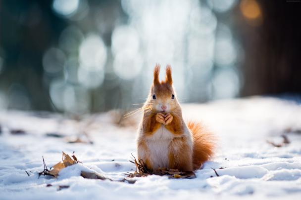 Cute Winter Animal Wallpapers - Top Free Cute Winter Animal Backgrounds 