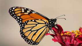 Aesthetic Butterfly Wallpaper Desktop