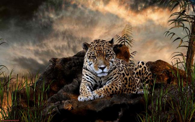 jaguars, Animals Wallpapers HD \/ Desktop and Mobile Backgrounds