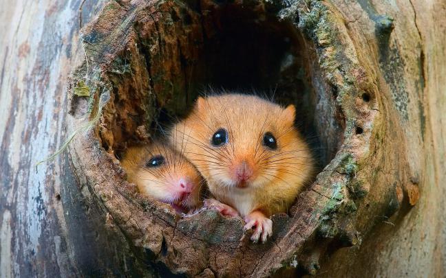 animals, Nature Wallpapers HD \/ Desktop and Mobile Backgrounds