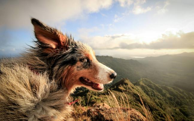 nature, Dog, Landscape, Animals, Windy Wallpapers HD \/ Desktop and 