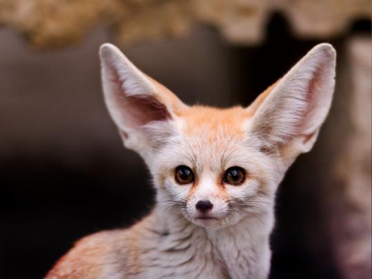 fennec, Animals Wallpapers HD \/ Desktop and Mobile Backgrounds