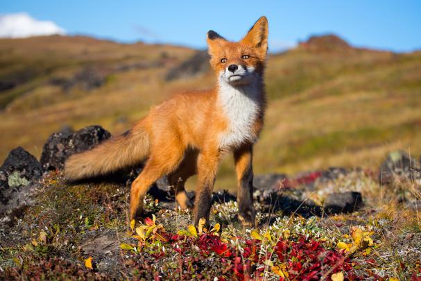 fox, Animals, Wildlife Wallpapers HD \/ Desktop and Mobile Backgrounds