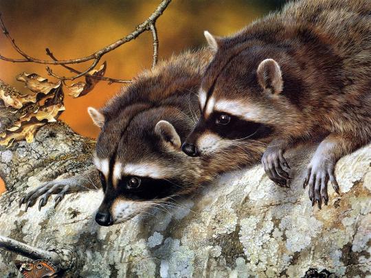 Free Desktop Wallpapers | Backgrounds: Animals Wallpapers, Wallpapers 