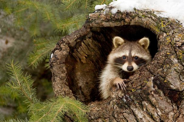 nature, Animals, Raccoons Wallpapers HD \/ Desktop and Mobile Backgrounds