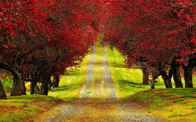Free Desktop Wallpapers Trees